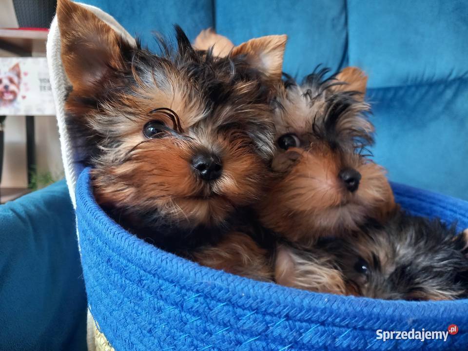 Yorkshire Terrier