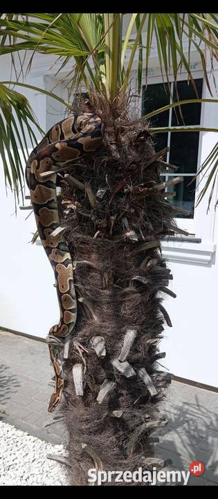 Python królewski samica Gniezno