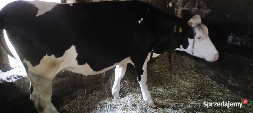 Młoda jałóweczka na chów Pliskowola sprzedam