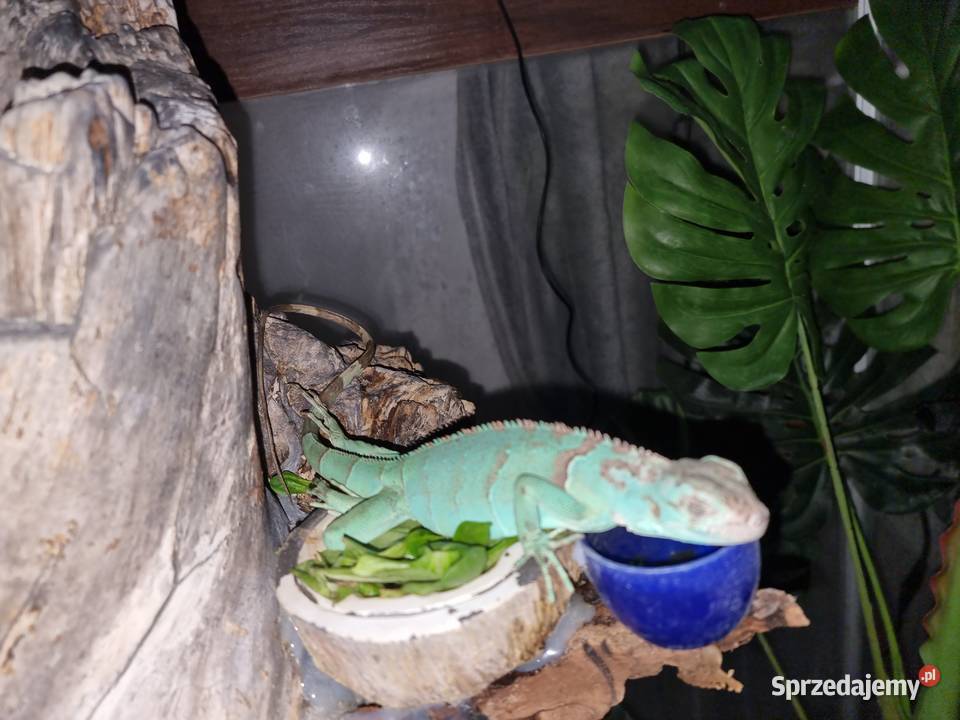 Młody Legwan zielony Blue Brwinów