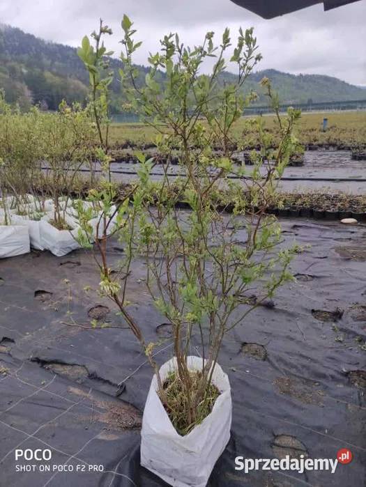 Krzewy borówki amerykańskiej Sanok