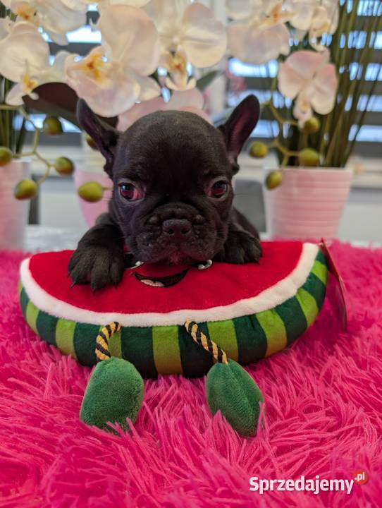 Buldog francuski suczka