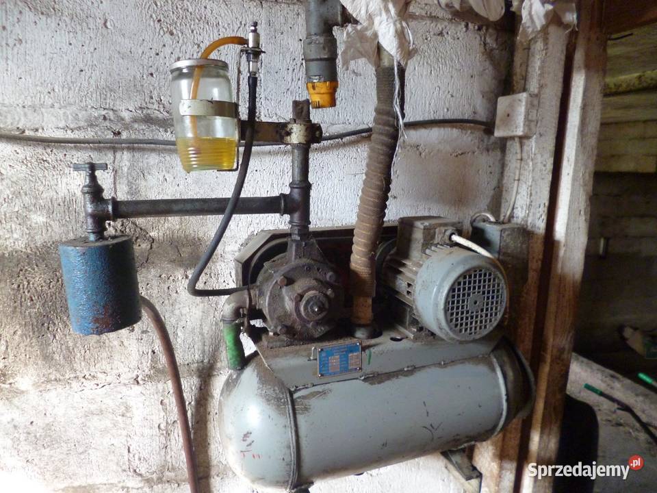 Dojarka czeska nieuszkodzony Czarna Wielka