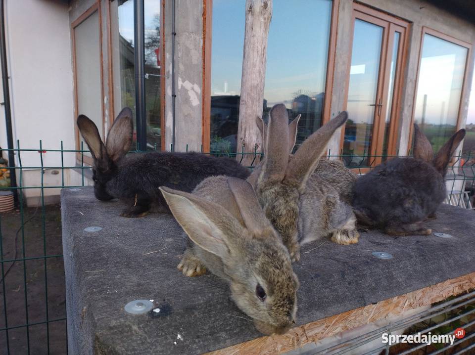 Samce olbrzym belgijski Turzno