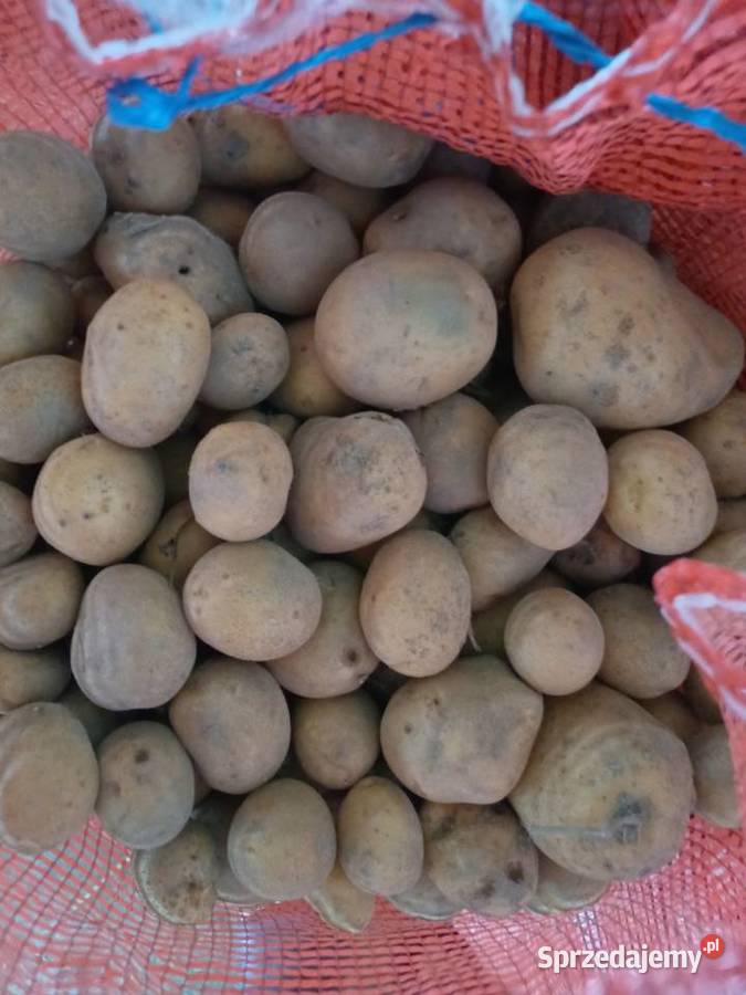 Sprzedam ziemniaki paszowe Dynów podkarpackie sprzedam