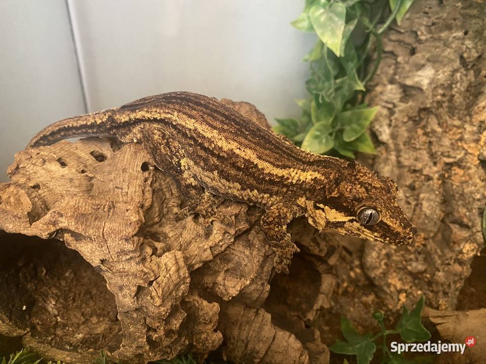 Gekon gargulcowy dorosły Kraków