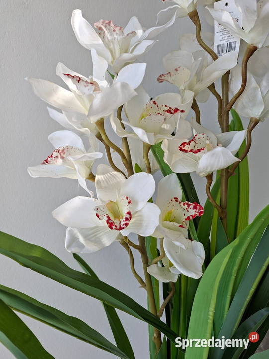 Sztuczny storczyk Cymbidium 105 biały ecru Golkowice