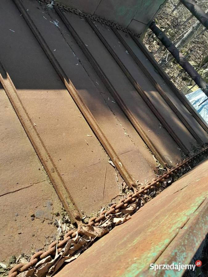 czarna bialostocka Pakość