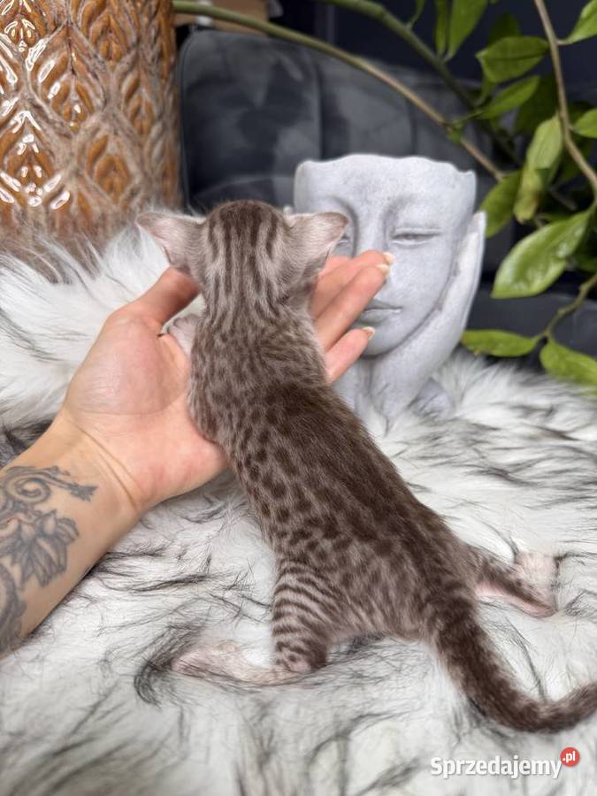 Czekoladowa samica Savannah F6 Kraków