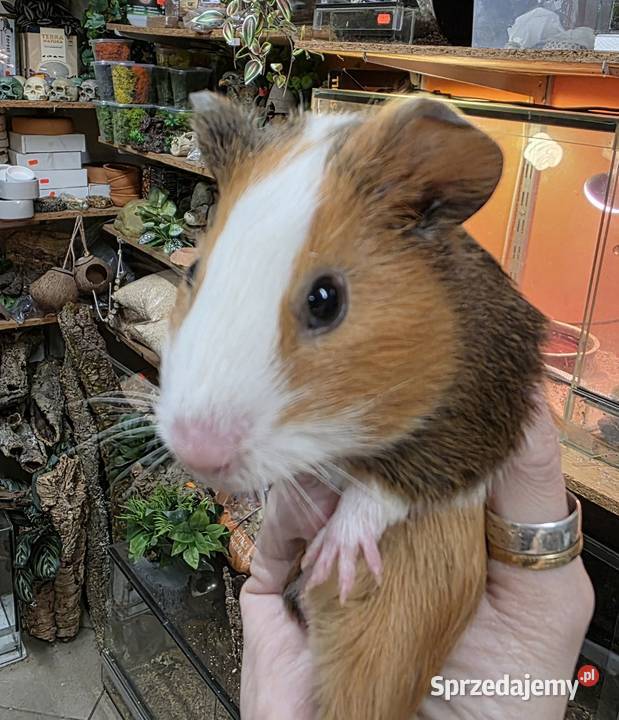 Świnka morska cavia domowa cawia