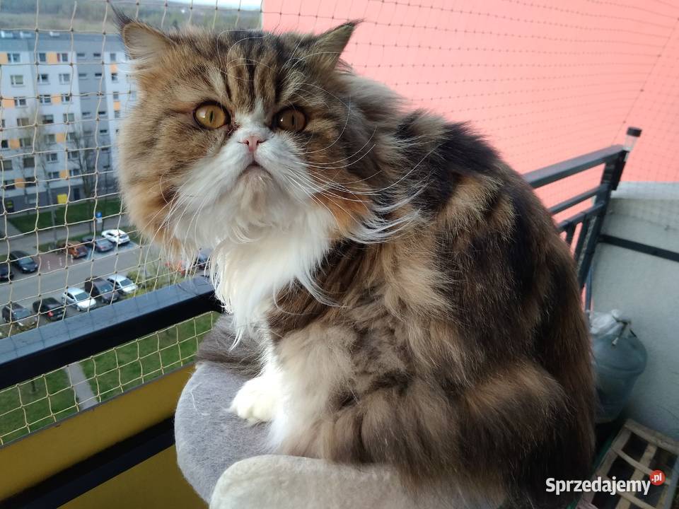 Kot perski reproduktor śląskie