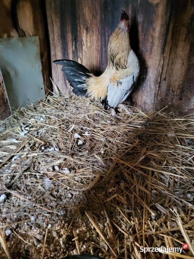 Koguty marans liliputy sraukan Zrąbiec