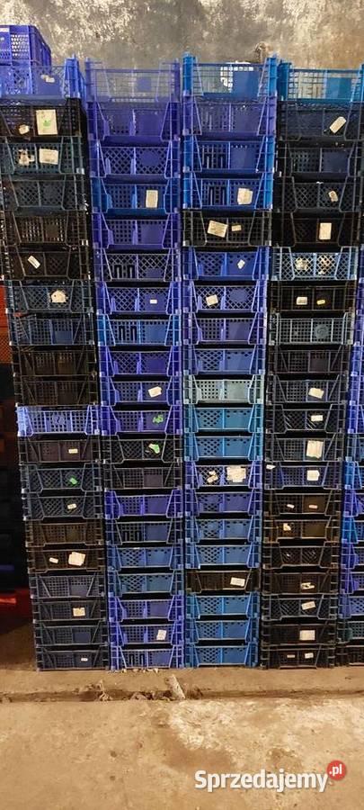 Skrzynki plastikowe pojemniki na pieczarki wielkopolskie Czempiń