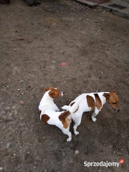 Jack Russell Terrier Grabów sprzedam