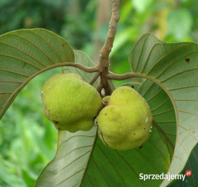 CHLEBOWIEC LAKOOCHA Artocarpus lakoocha NASIONA Lubanie