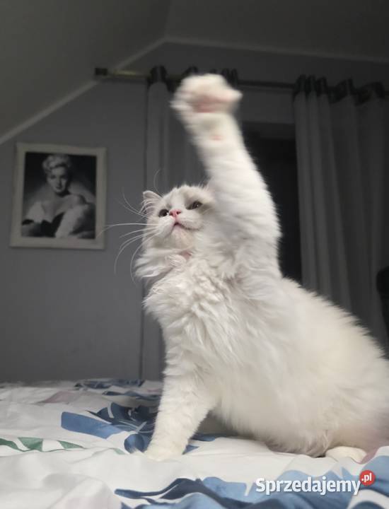 Urocza Lilly kotka hodowlana do hodowli FPL Fife Uścikowo