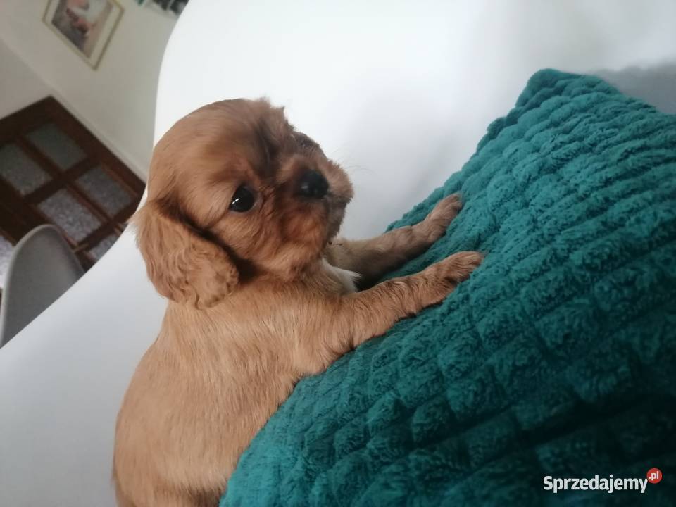 Suczka Cavalier King Charles spaniel Ruby Bt Tarnowskie Góry