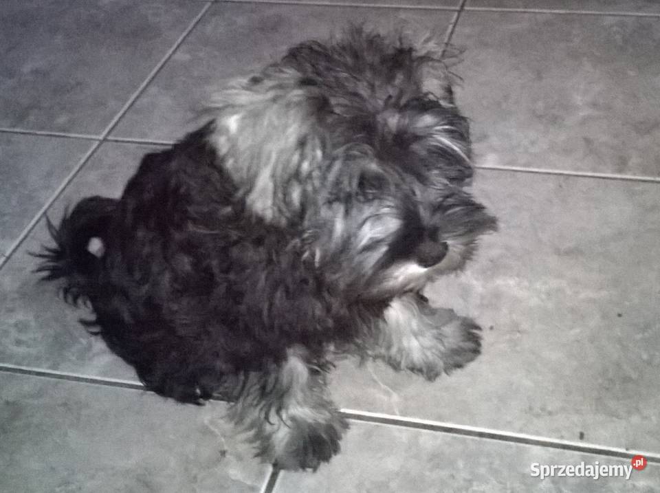 sznaucer miniaturowysznaucer miniatura Sznaucer Lubień Kujawski