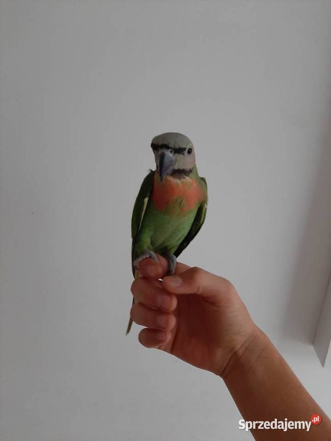 Oswojona papuga aleksandretta różowopierśną Malbork