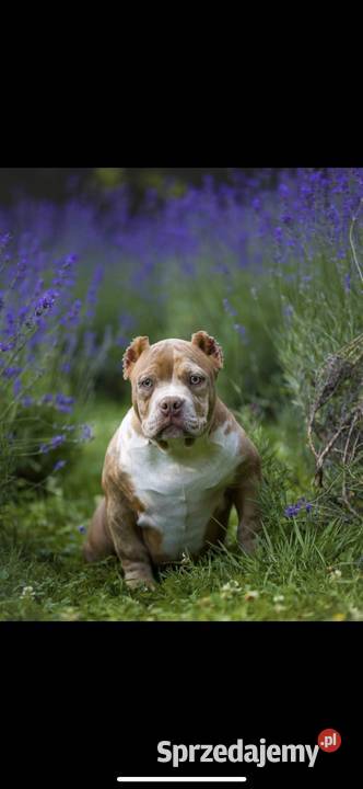 Bully ABKC mazowieckie