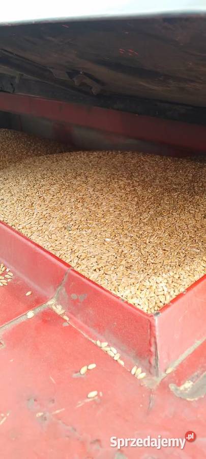 Pszenica ozima 50 50zl Gołkowice