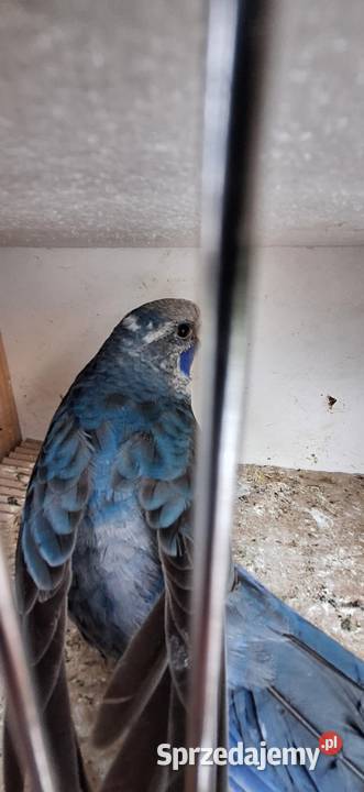 Papugi rozela królewska niebieska 2024 Kolbuszowa
