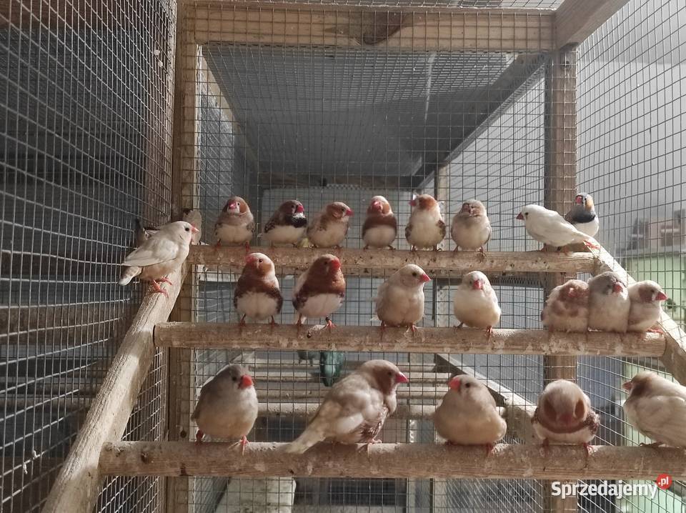 Zeberki w różnych mutacjach Rębków sprzedam