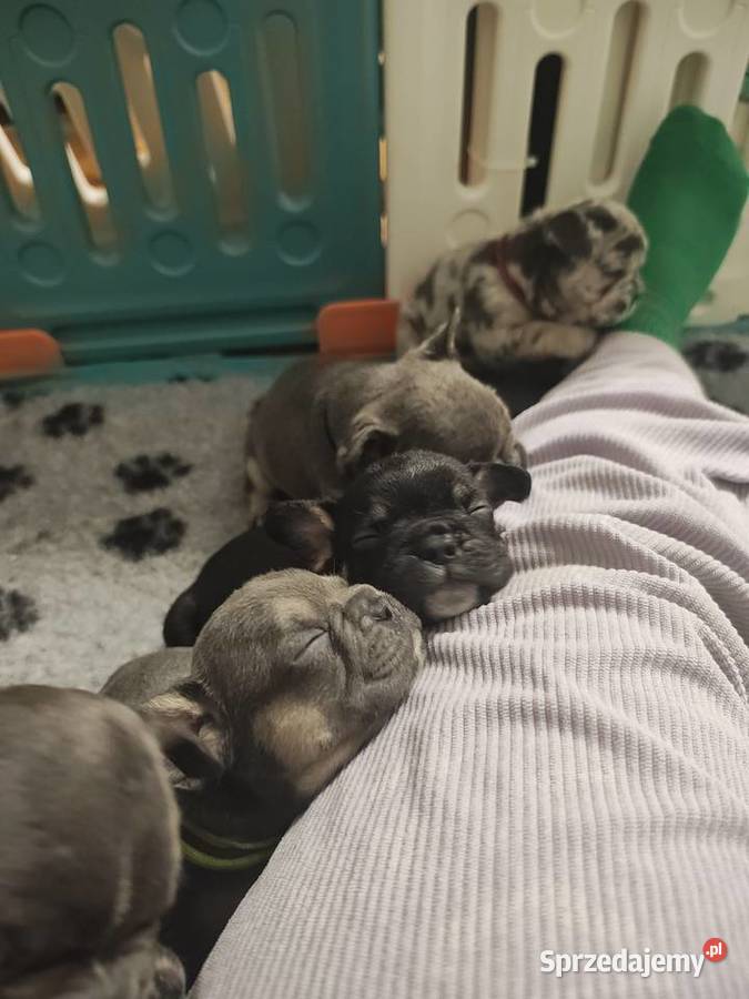 Cudowne maluszki buldog francuski VanDogs