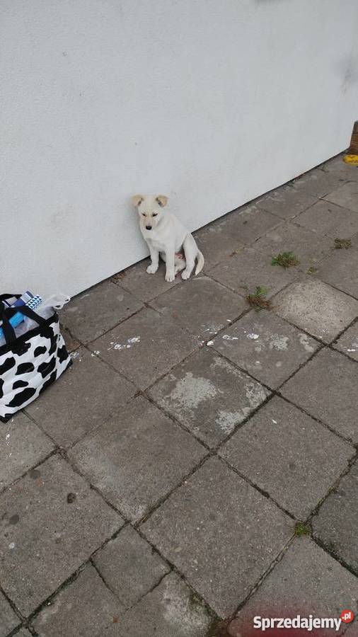 Oddam suczkę w ręce Gorzów Wielkopolski