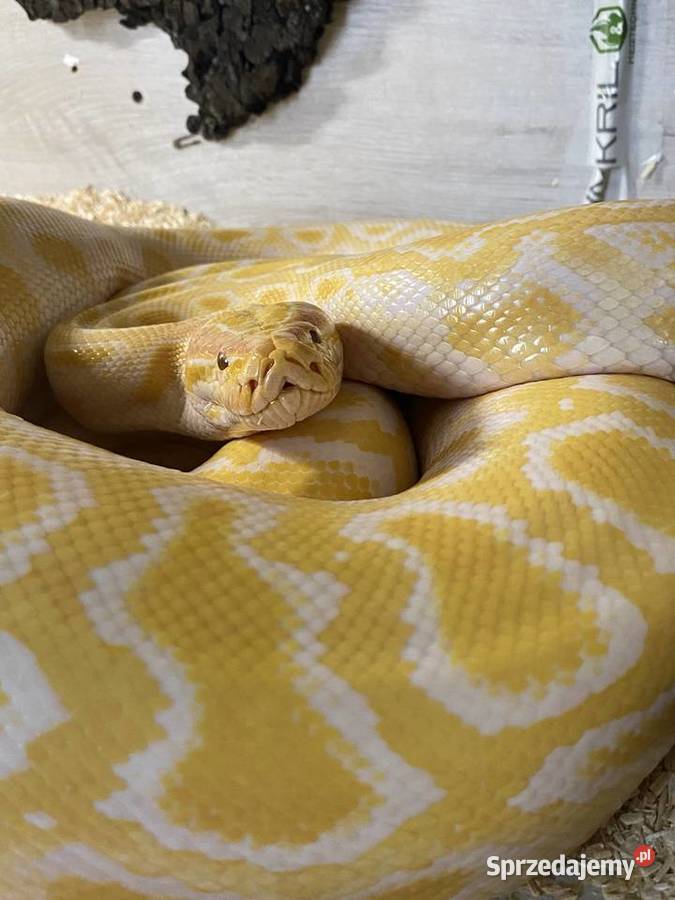 Pyton tygrysi samice Albino granit śląskie Jaworzno