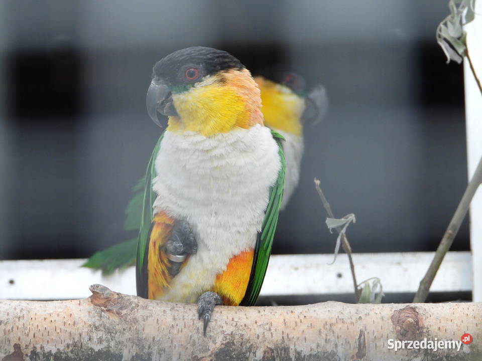 Barwinki amazonki faliste Woliery sprzedam