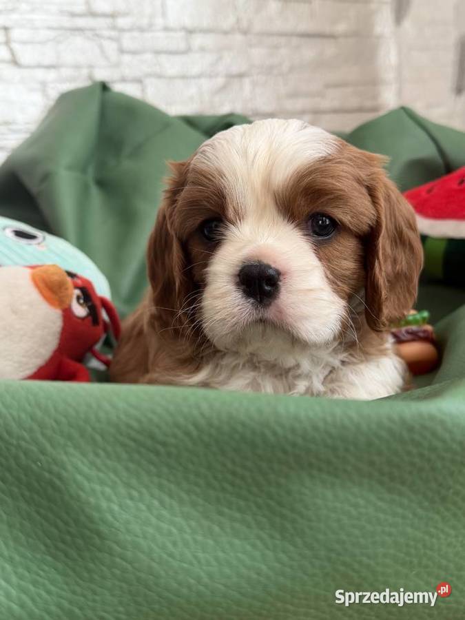 Cavalier King Charles Spaniel piesek Bambi łódzkie Olsza sprzedam