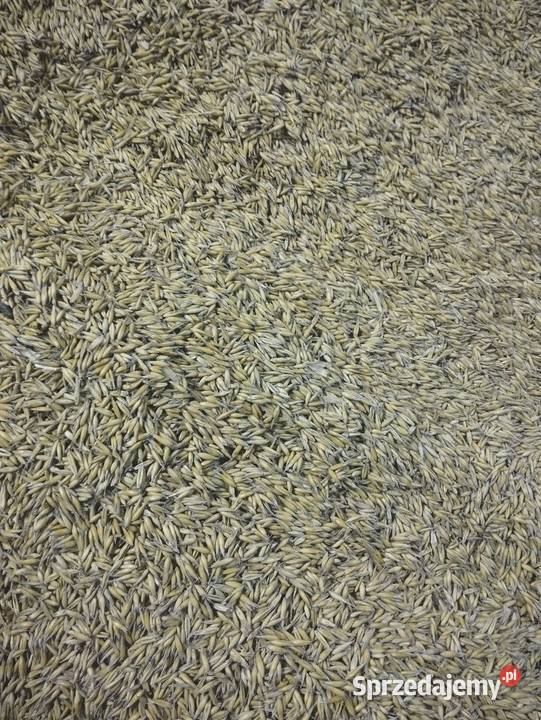 Owies tegoroczny Skała