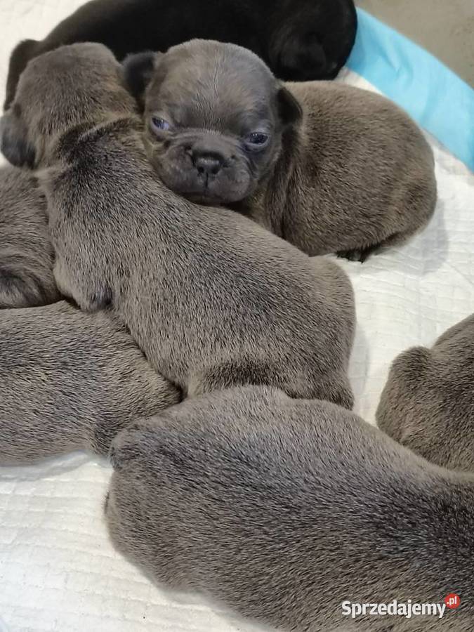 Buldogi francuskie niebieskie Bartoszyce