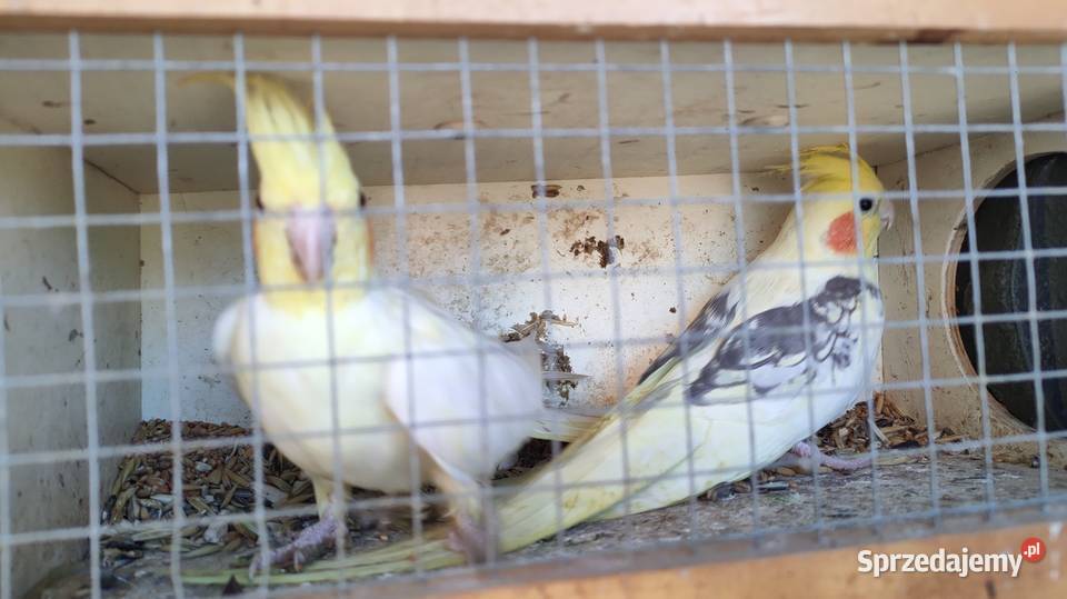 Papugi Rozelle gorskie baranandy