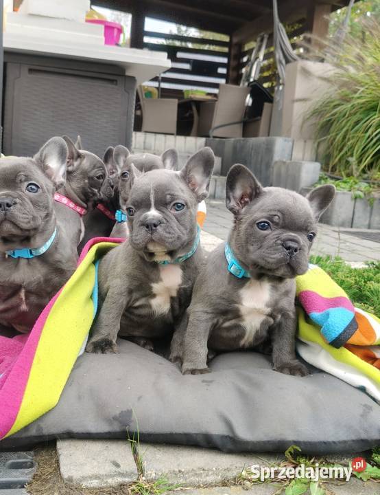 Piesek suczka Buldog francuski niebieski BLUE Padew Narodowa