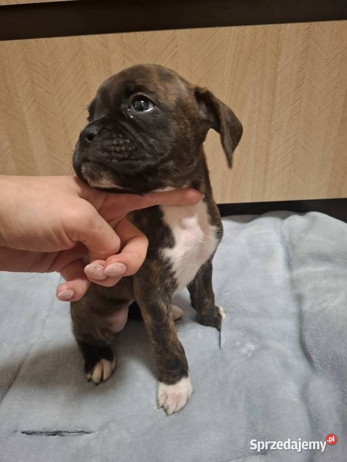 Szczeniaki rasy bokser Bokser Legnica