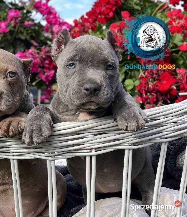 American Bully suczka ABKC Koło