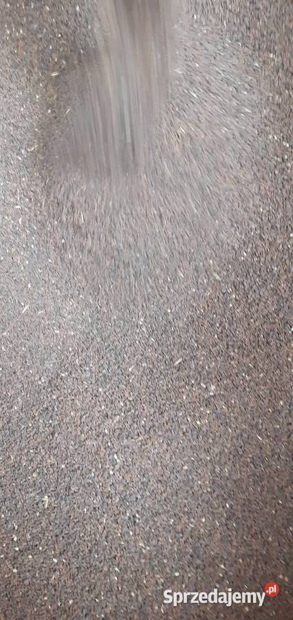 Facelia błekitna ekologiczna miododajna poplon