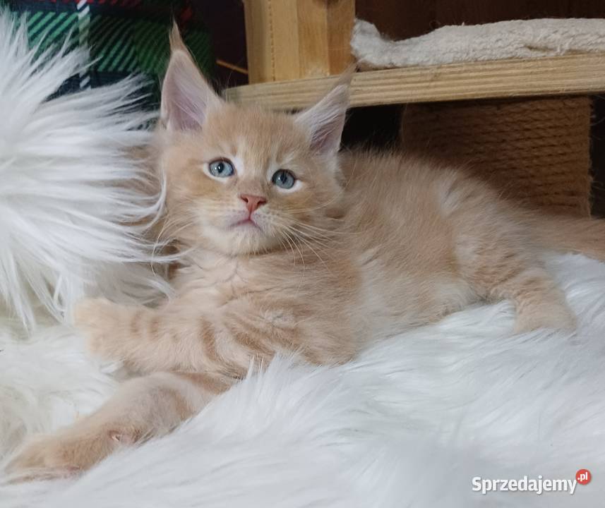 Maine Coon kocurek ds25 rodowód FPL małopolskie Olkusz