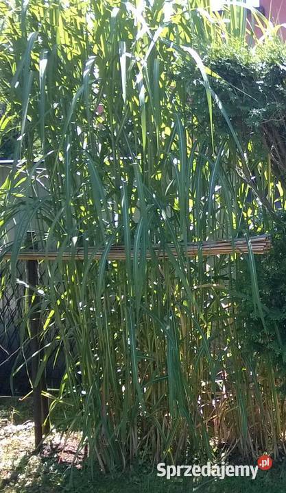 Miskant olbrzymi duża sadzonka XXL karpy Pszczyna sprzedam