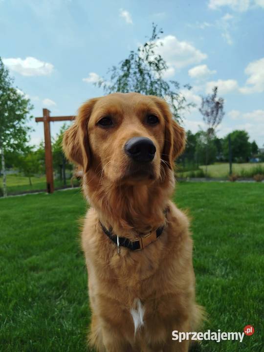 Linia amerykańska Golden Retriever zloty rudy Szczawa