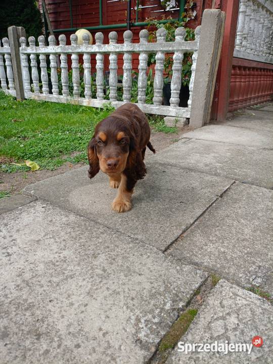 Cocker Spaniel Angielski mazowieckie Płock