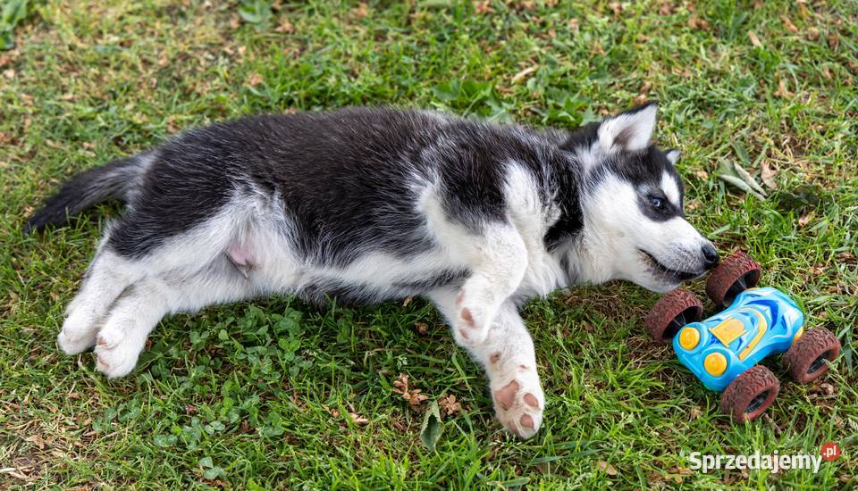 Śliczny piesek Husky szczeniak z rodowodem Wola Zarczycka sprzedam