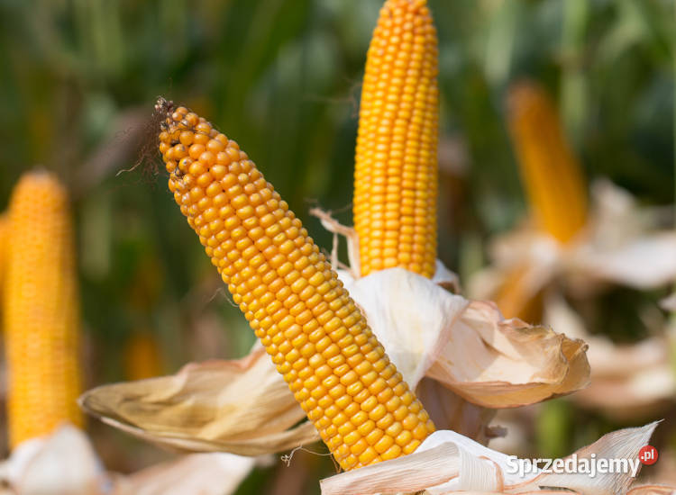 Materiał siewny kwalifikowany kukurydza IGP Swarzędz