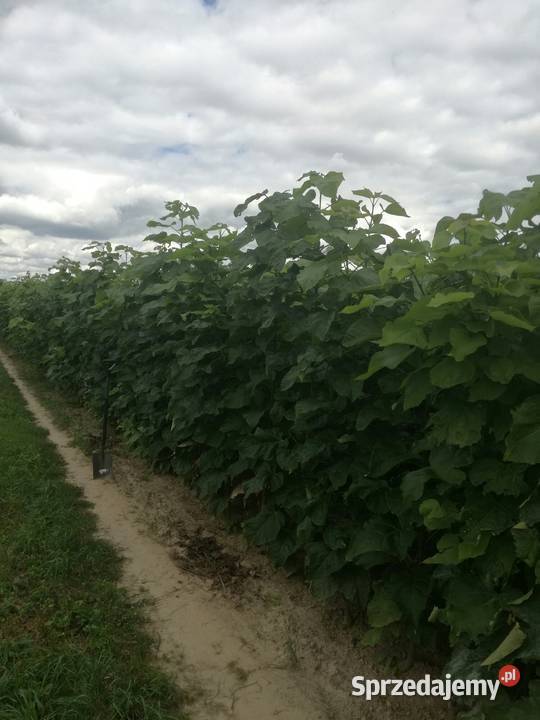 katalpa podkładka do szczepień catalpa surmia Puławy