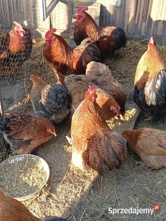 Sprzedam Kochinki miniatura i Silki warmińsko-mazurskie Bartoszyce