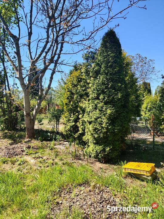 Ogródek działkowy mazowieckie Warszawa