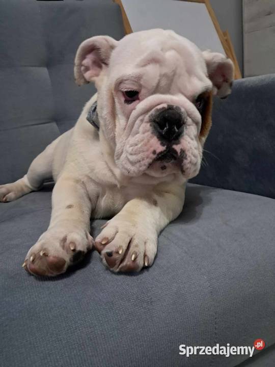 Buldog angielski fci Buldog Bodzentyn
