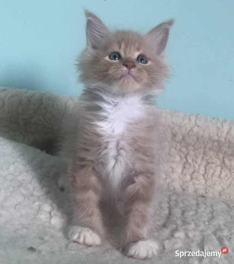 Maine Coon Śliczne kotki Wińsko sprzedam